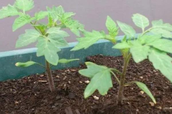 西红柿多久发芽开花结果，需要2-3个月的时间