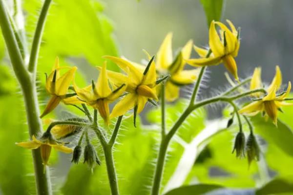 西红柿多久发芽开花结果，需要2-3个月的时间