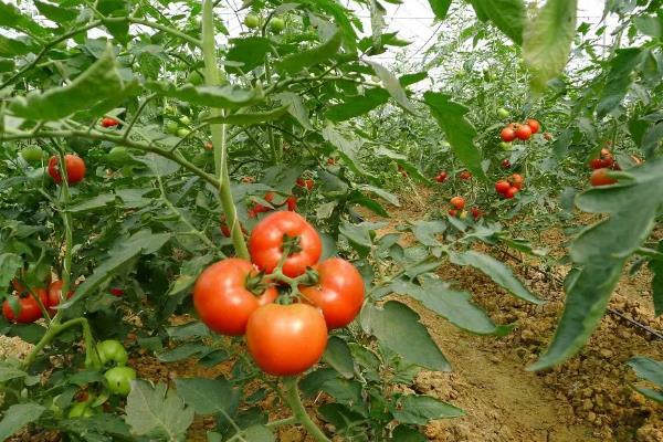 西红柿多久发芽开花结果，需要2-3个月的时间
