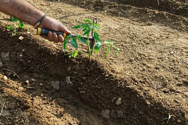 西红柿多久发芽开花结果，需要2-3个月的时间