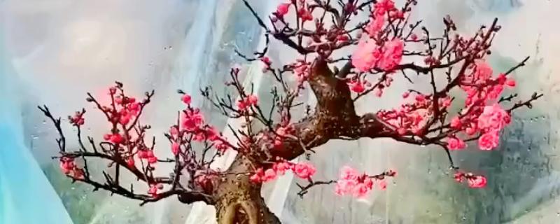梅花的养殖方法，每天要有6-8个小时的见光时间