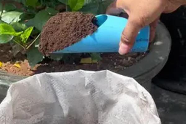 梅花的养殖方法，每天要有6-8个小时的见光时间