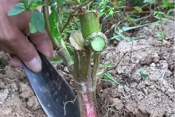 如何种植苋菜，长出5-6片叶子后要追施速效氮肥