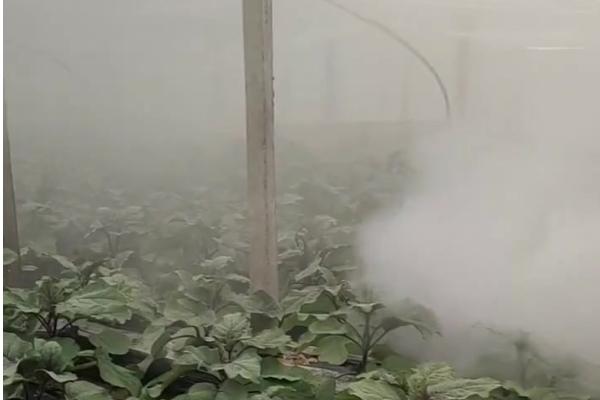 如何种植苋菜，长出5-6片叶子后要追施速效氮肥