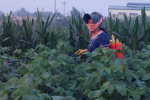 怎么消灭棉铃虫，冬耕灌水是有效措施