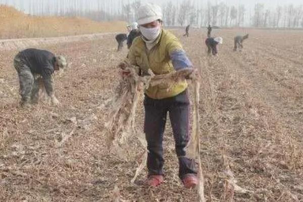 怎么消灭棉铃虫，冬耕灌水是有效措施