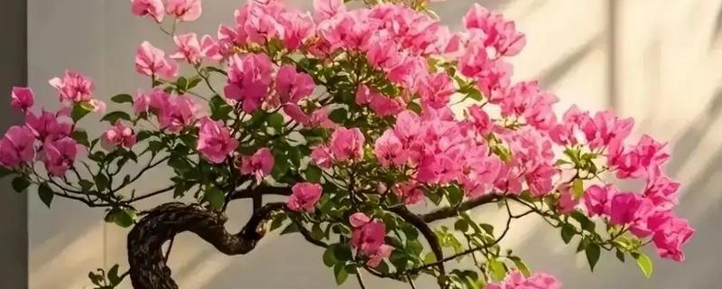 秋季养殖三角梅的方法，剪除密枝和徒长枝可以减少养分消耗