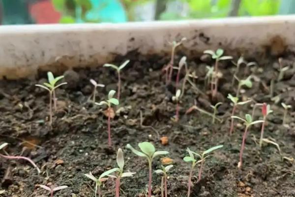 如何种植苋菜，长出5-6片叶子后要追施速效氮肥
