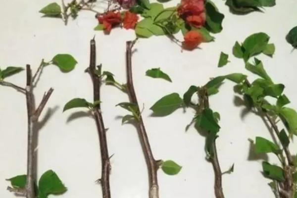 秋季养殖三角梅的方法，剪除密枝和徒长枝可以减少养分消耗