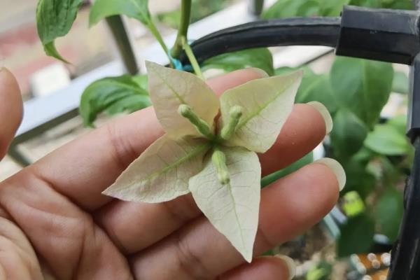 五角梅盆栽的养殖方法，喜欢生长在透气环境中