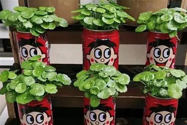 简易花盆的制做方法，切开椰子壳打上滤水口并装入土壤就能使用
