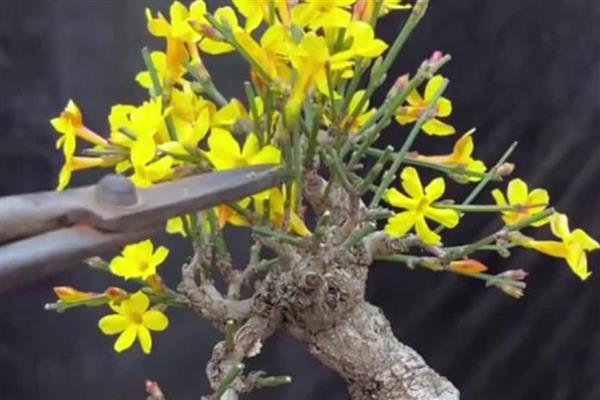 迎春花叶子上白色的霜是什么，可能是白粉病菌所致