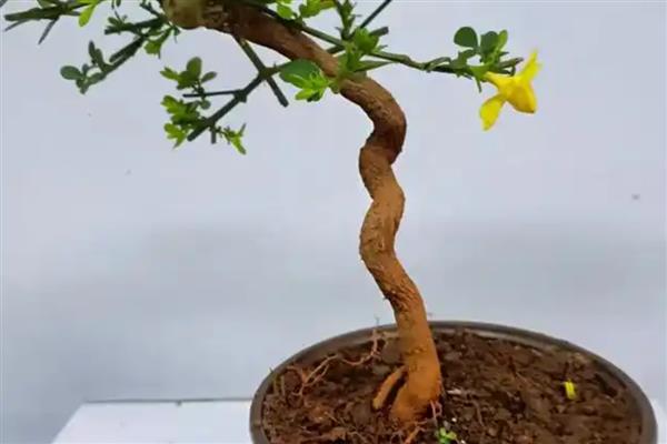 迎春花叶子上白色的霜是什么，可能是白粉病菌所致