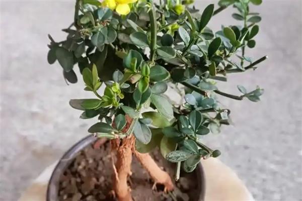 迎春花叶子上白色的霜是什么，可能是白粉病菌所致