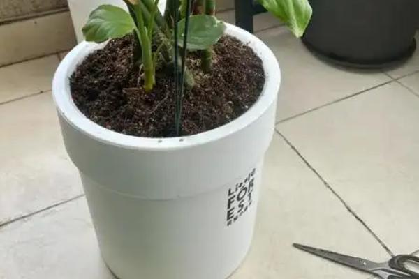 怎么养青叶万年青，喜欢生长在光照比较充足环境中