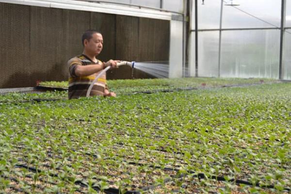 西瓜苗期哪些药不能用，不可使用代森类化合物的药剂