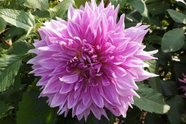 大丽花的寓意，寓意大方、富贵等