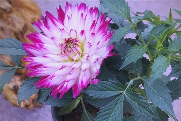 大丽花的寓意，寓意大方、富贵等