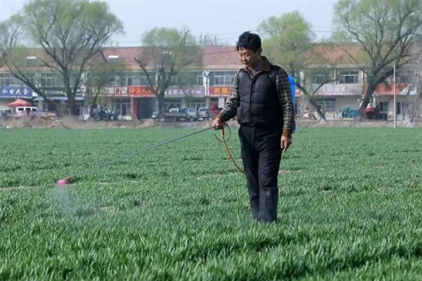 小麦打除草剂的适宜温度,平均温度高于6℃时打药效果较好