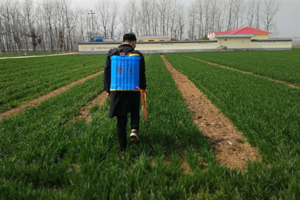 小麦打除草剂的适宜温度,平均温度高于6℃时打药效果较好