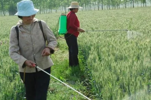 小麦打除草剂的适宜温度,平均温度高于6℃时打药效果较好