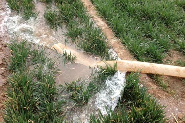 小麦打除草剂的适宜温度,平均温度高于6℃时打药效果较好