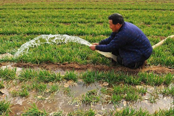 小麦打除草剂的适宜温度,平均温度高于6℃时打药效果较好