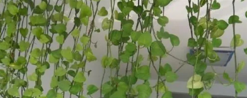 给绿萝搭架造型的方法，把塑料管插在花盆中央可让植株沿架生长