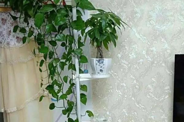 给绿萝搭架造型的方法,把塑料管插在花盆中央可让植株沿架生长