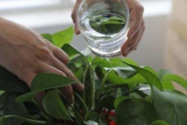 给绿萝搭架造型的方法,把塑料管插在花盆中央可让植株沿架生长