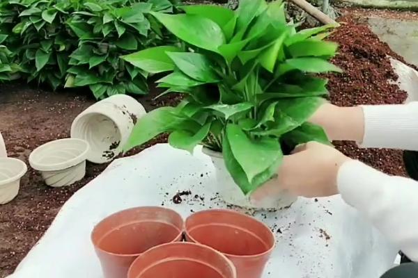 给绿萝搭架造型的方法,把塑料管插在花盆中央可让植株沿架生长