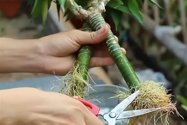 富贵竹根系被泡烂了如何处理，剪除烂根经过消毒后再换土重栽