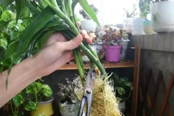 富贵竹根系被泡烂了如何处理，剪除烂根经过消毒后再换土重栽