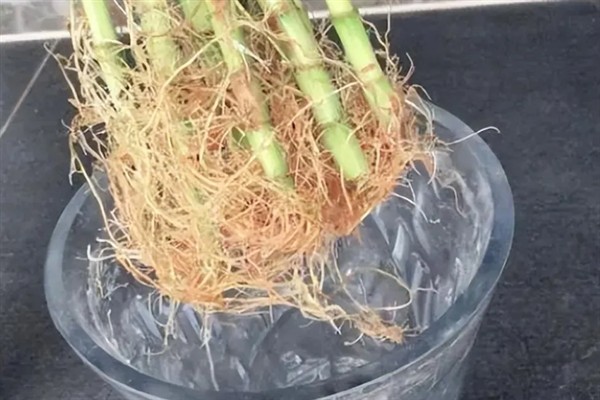 富贵竹根系被泡烂了如何处理，剪除烂根经过消毒后再换土重栽