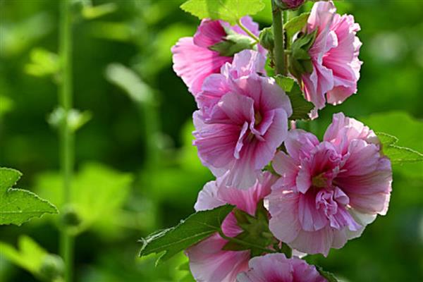 夏至常见哪些花卉，蜀葵花、一串红等品种会在夏季开放