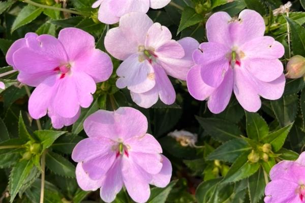 夏至常见哪些花卉，蜀葵花、一串红等品种会在夏季开放
