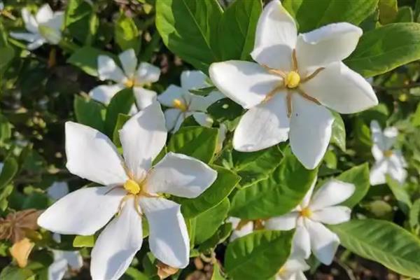夏至常见哪些花卉，蜀葵花、一串红等品种会在夏季开放