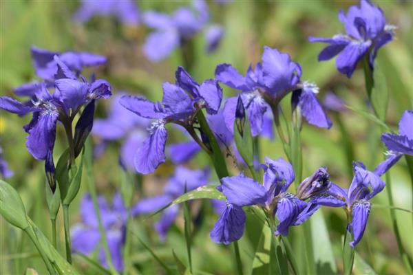夏至常见哪些花卉，蜀葵花、一串红等品种会在夏季开放