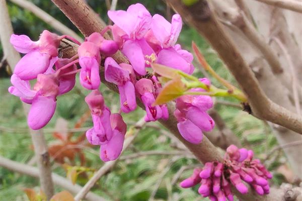 夏至常见哪些花卉，蜀葵花、一串红等品种会在夏季开放