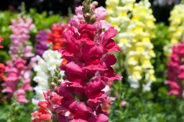 夏至常见哪些花卉，蜀葵花、一串红等品种会在夏季开放