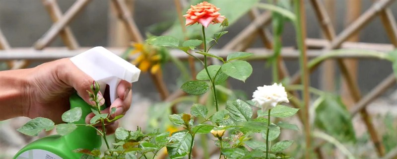 月季用什么杀虫剂，喷洒敌敌畏可防治刺蛾、介壳虫等害虫