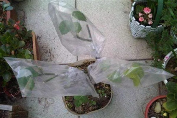 月季用什么杀虫剂,喷洒敌敌畏可防治刺蛾、介壳虫等害虫