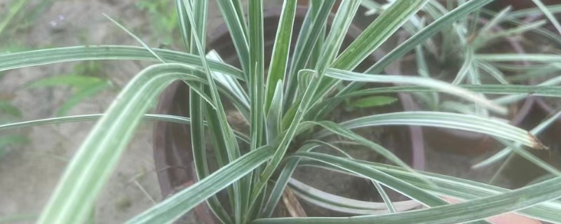 沿阶草能否盆栽，花盆、花坛和草坪均可用于栽培