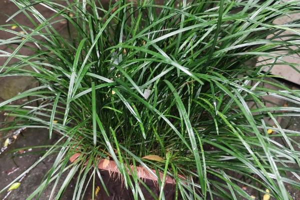 沿阶草能否盆栽，花盆、花坛和草坪均可用于栽培