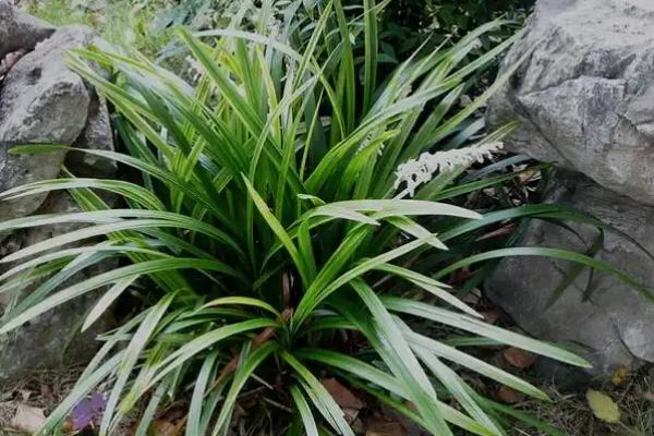 沿阶草能否盆栽，花盆、花坛和草坪均可用于栽培