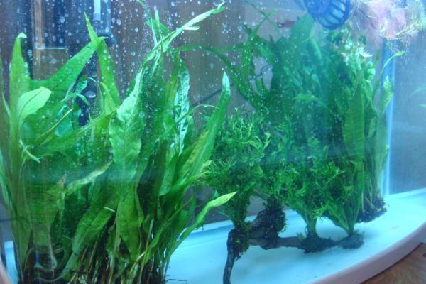皇冠草的栽种年限，连续栽培不宜超过2年