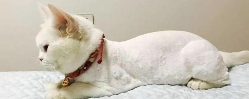 给猫咪剃毛后要注意什么，让它生活在干净整洁的地方以防感染病菌