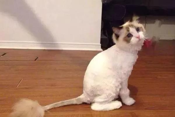 给猫咪剃毛后要注意什么，让它生活在干净整洁的地方以防感染病菌