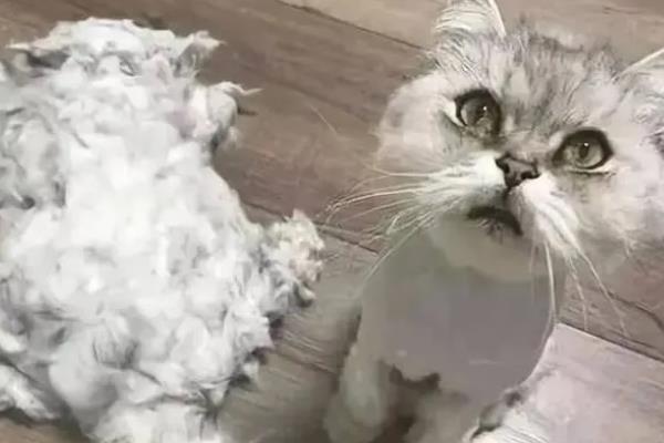 给猫咪剃毛后要注意什么，让它生活在干净整洁的地方以防感染病菌