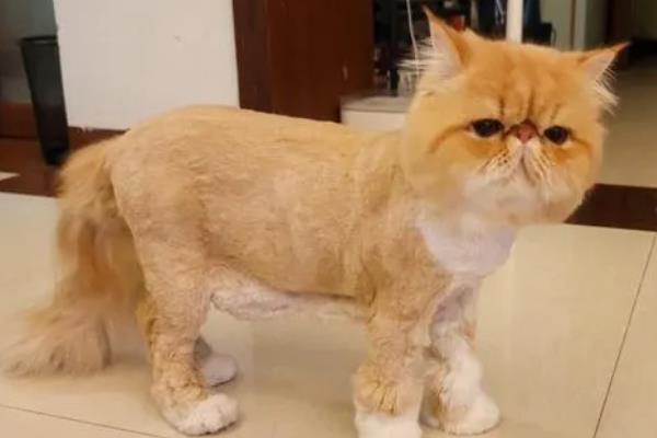 给猫咪剃毛后要注意什么，让它生活在干净整洁的地方以防感染病菌